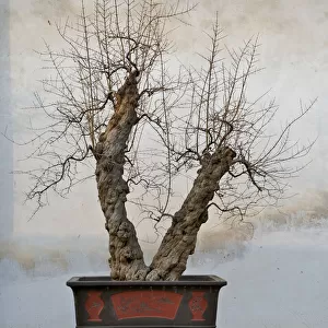 Winter bonsai