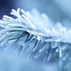 Winter branch with frost Winter branch with frost