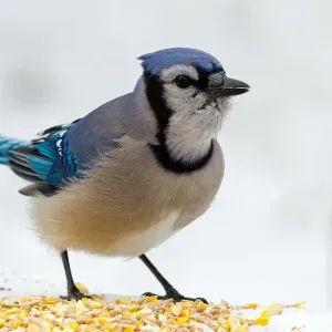 Winter Jay Winter Jay
