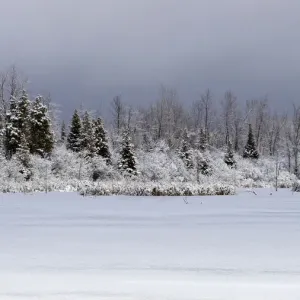 Winter landscape Winter landscape