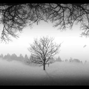 Winter landscape Winter landscape