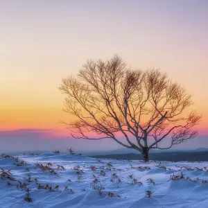 Winter Landscape in Hokkaido, Japan Winter Landscape in Hokkaido, Japan