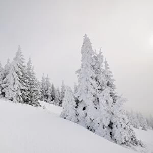 Winter landscape, Mt. Unterberg, Lower Austria, Austria, Europe