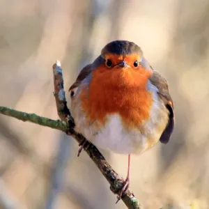 Robin Robin