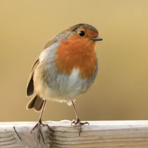 Robin Robin