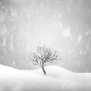 Winter snowing tree Winter snowing tree