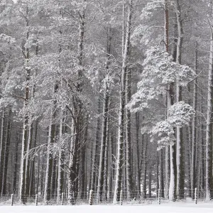 Winter Woodland Scene Winter Woodland Scene
