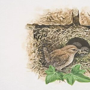 Winter Wren (Troglodytes troglodytes), illustration of tiny brown bird feeding chicks in nest in between bricks