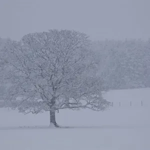 Wintry Landscape During Snowfall Wintry Landscape During Snowfall