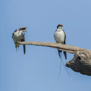 Wire-tailed Swallow -Hirundo smithii filifera-, Keoladeo National Park, Rajasthan, India Wire-tailed Swallow -Hirundo smithii filifera-, Keoladeo National Park, Rajasthan, India