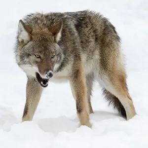 Wolf Agression, Canada Wolf Agression, Canada