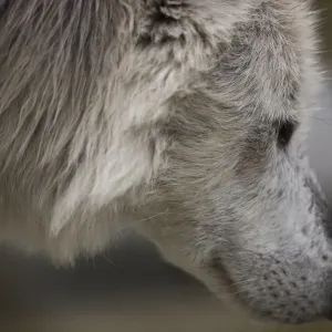 wolf face tight wolf face tight