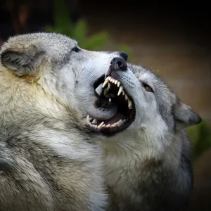 Wolf fight