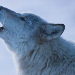 Yellowstone Gray Wolf Howling Print