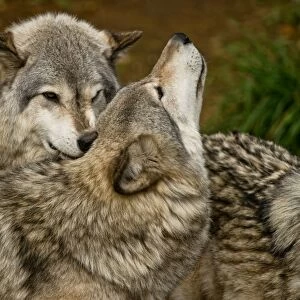 Wolf Love