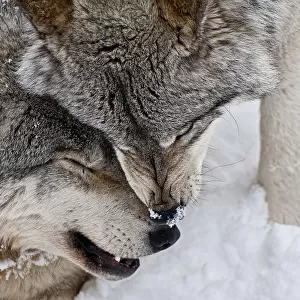Wolf love