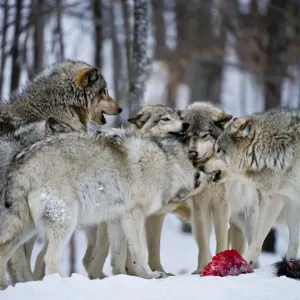 Eastern Gray Wolves Print Eastern Gray Wolves Print