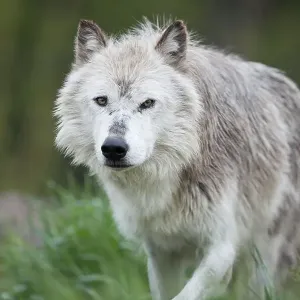 Wolf Prowling Wolf Prowling