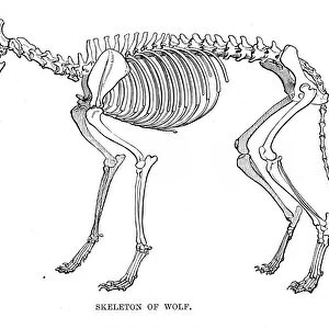 Wolf skeleton engraving 1894