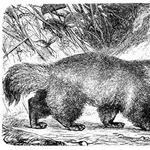 Wolverine or Glutton (Gulo borealis)