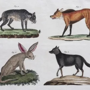 Wolves and foxes, hand-coloured copperplate engraving from Friedrich Justin Bertuch Wolves and foxes, hand-coloured copperplate engraving from Friedrich Justin Bertuch