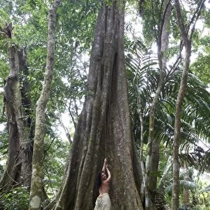 Woman, 45, pulling on a liana of a Kapok -Ceiba pentandra-, rainforest, Punta Uva, Puerto Viejo de Talamanca, Costa Rica, Central America