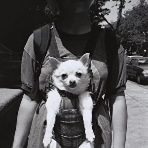 Woman carrying dog in baby harness