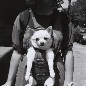 Woman carrying dog in baby harness