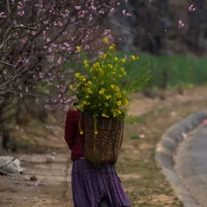 Woman Hanging Flower Bag near Bloosom Tree Woman Hanging Flower Bag near Bloosom Tree