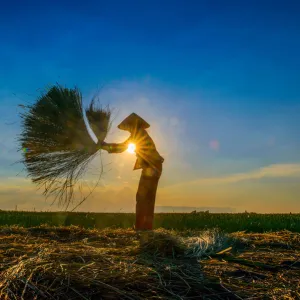 Woman harvesting rice by hand, sunstar, horizontal