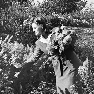 Woman picking flowers in garden, (B&W)