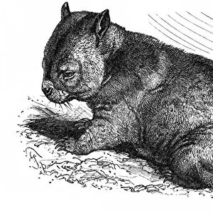 Wombat (Phascolomys fossor)