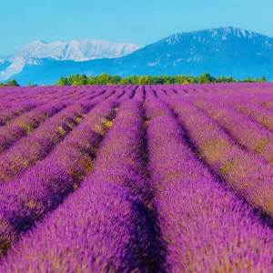 Wondeful lavender fields