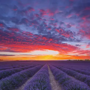 Wondeful lavender fields