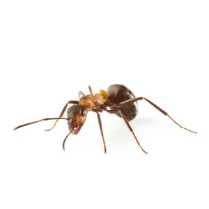 Wood ant Wood ant