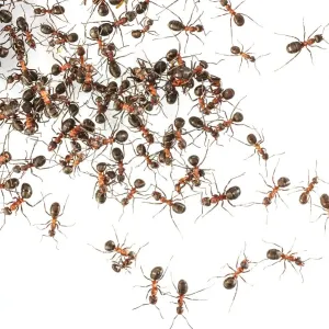 Wood Ants Print Wood Ants Print
