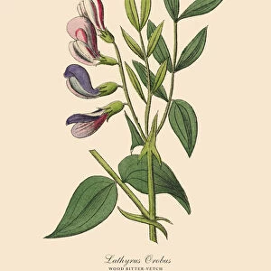 Wood Bitter-vetch, Legumes, Victorian Botanical Illustration