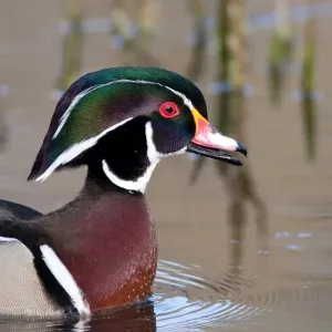 Wood duck Wood duck