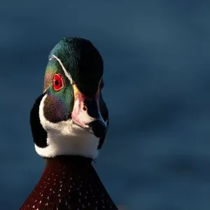 Wood Duck Wood Duck