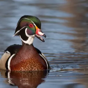 Wood duck Wood duck