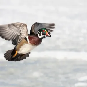 Wood duck Wood duck