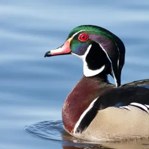 Wood duck Wood duck