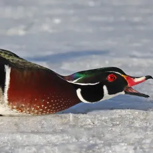 Wood duck Wood duck