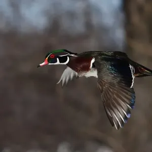 Wood Duck Wood Duck