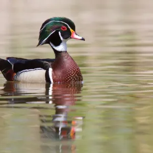 Wood Duck Wood Duck
