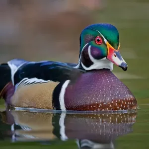 Wood duck Wood duck