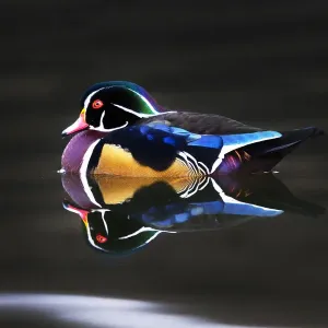 wood duck wood duck