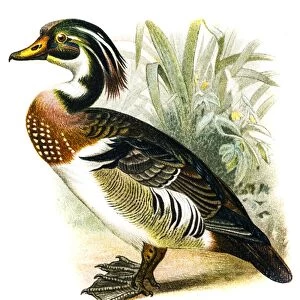 Wood Duck (Aix sponsa)