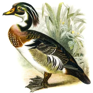 Wood Duck Print Wood Duck Print