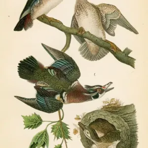 Wood duck bird lithograph 1890 Wood duck bird lithograph 1890